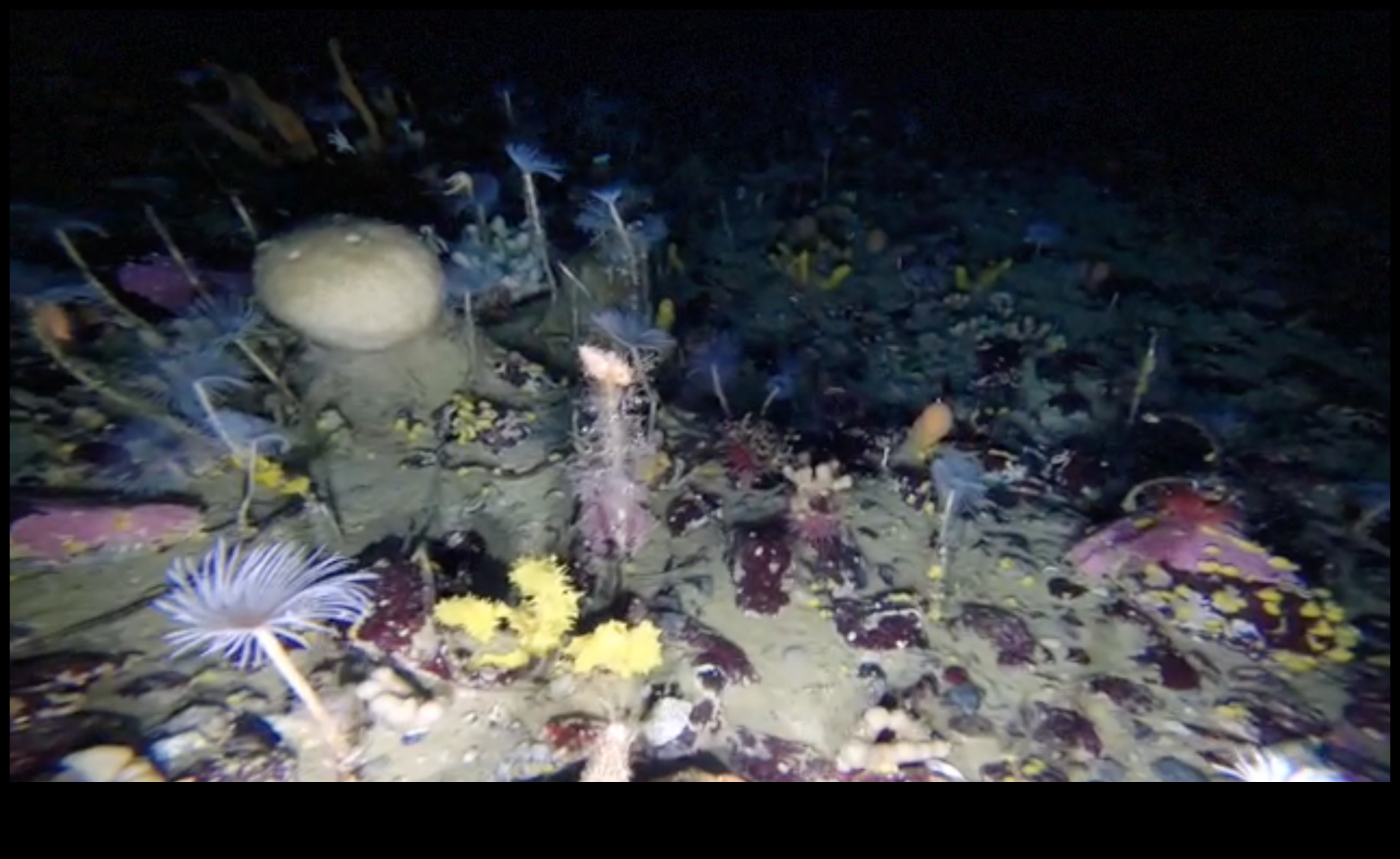 كيف تساهم المسطحات المائية المختلفة في التنوع البيولوجي المائي للمناظر الطبيعية؟