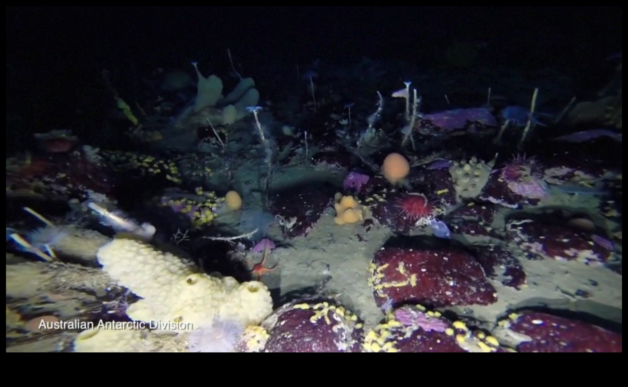 كيف تساهم المسطحات المائية المختلفة في التنوع البيولوجي المائي للمناظر الطبيعية؟