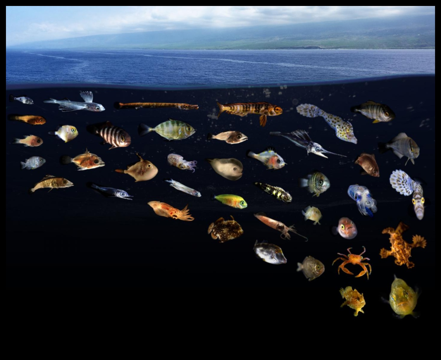 كيف تساهم المسطحات المائية المختلفة في التنوع البيولوجي المائي للمناظر الطبيعية؟