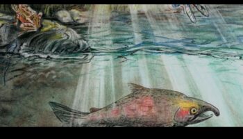 كيف تساهم المسطحات المائية المختلفة في التنوع البيولوجي المائي للمناظر الطبيعية؟